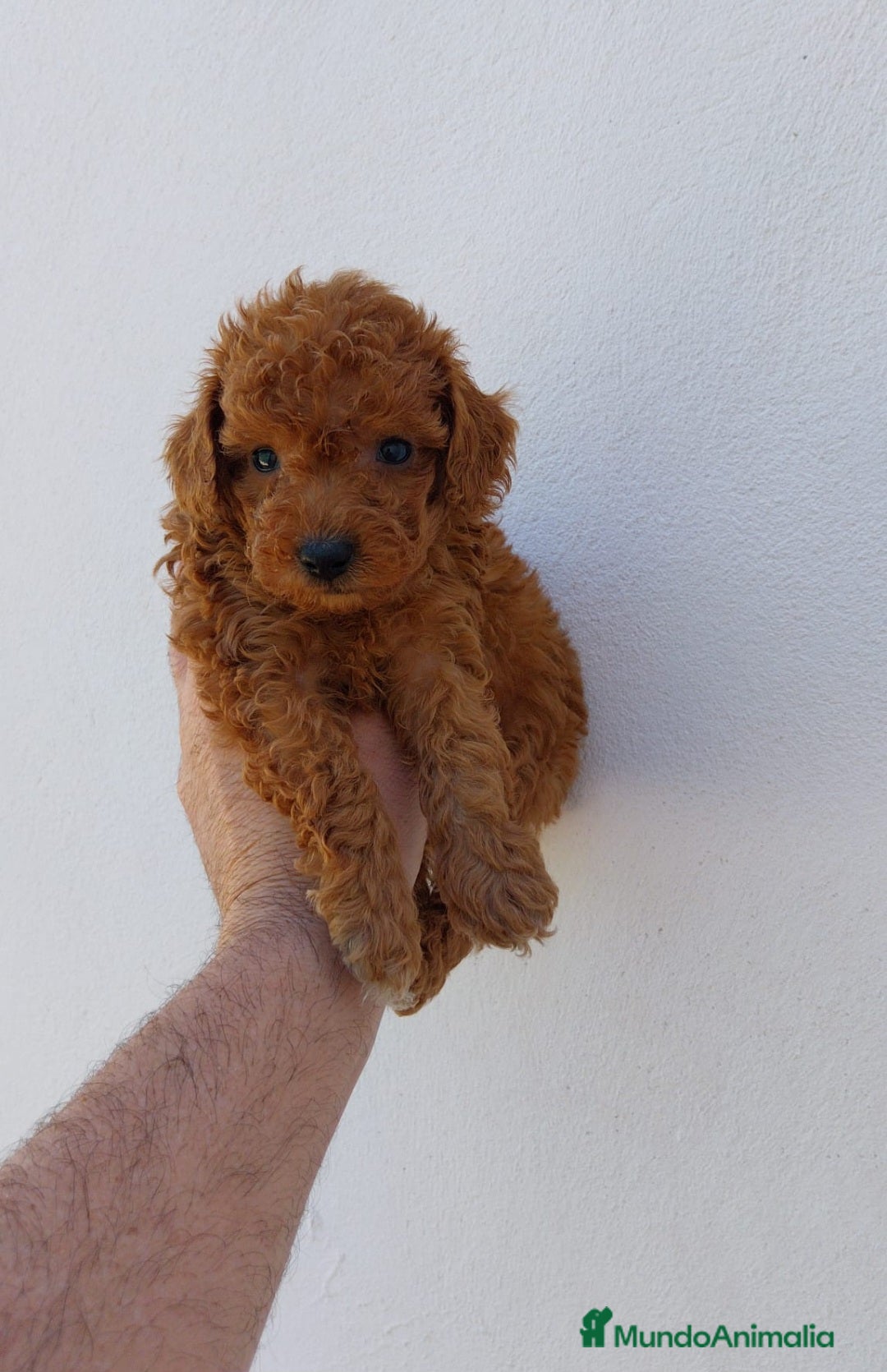 Caniche Toy perros en venta: CANICHE TOY - Imagen 1