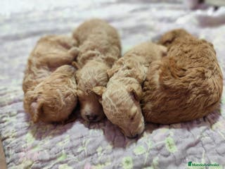 Caniche Toy perros Caniches preciosos en Barcelona - Anuncio 12