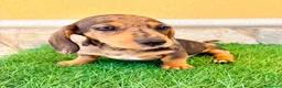 Teckel Miniatura perros en venta: Teckel miniatura merle choco - Anuncio 17