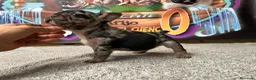 Bulldog Francés perros en venta: BULLDOG FRANCES MADRID - Anuncio 6
