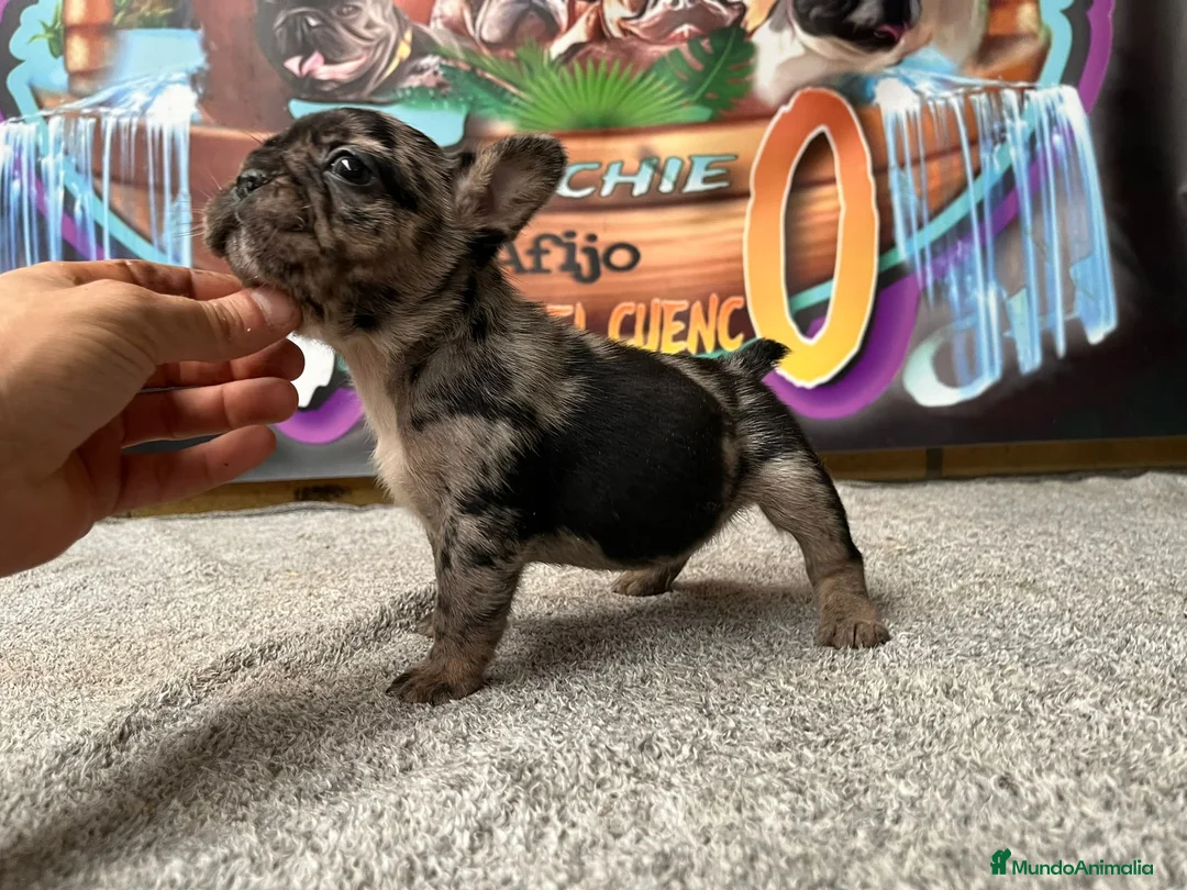 Bulldog Francés perros en venta: BULLDOG FRANCES MADRID - Anuncio 6