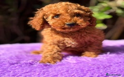 Caniche Enano perros en venta: Caniche roja hembra  - Anuncio 7