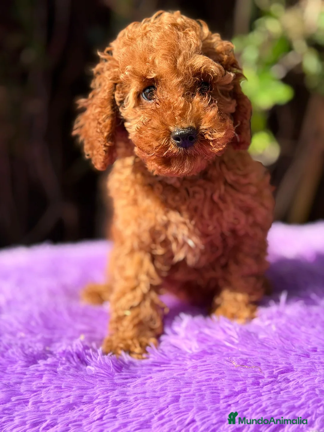 Caniche Enano perros en venta: Caniche roja hembra  - Anuncio 7