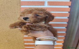Caniche Toy perros en venta: Cachorritos toy rojos apricot - Imagen 5