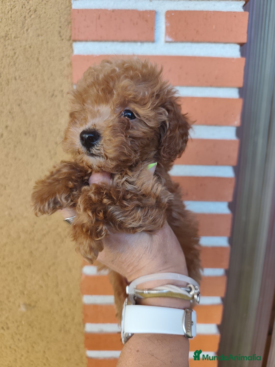 Caniche Toy perros en venta: Cachorritos toy rojos apricot - Imagen 5