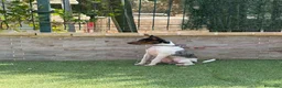 Gos Rater Valencià perros en venta: Cachorra ratonera merle  - Anuncio 3