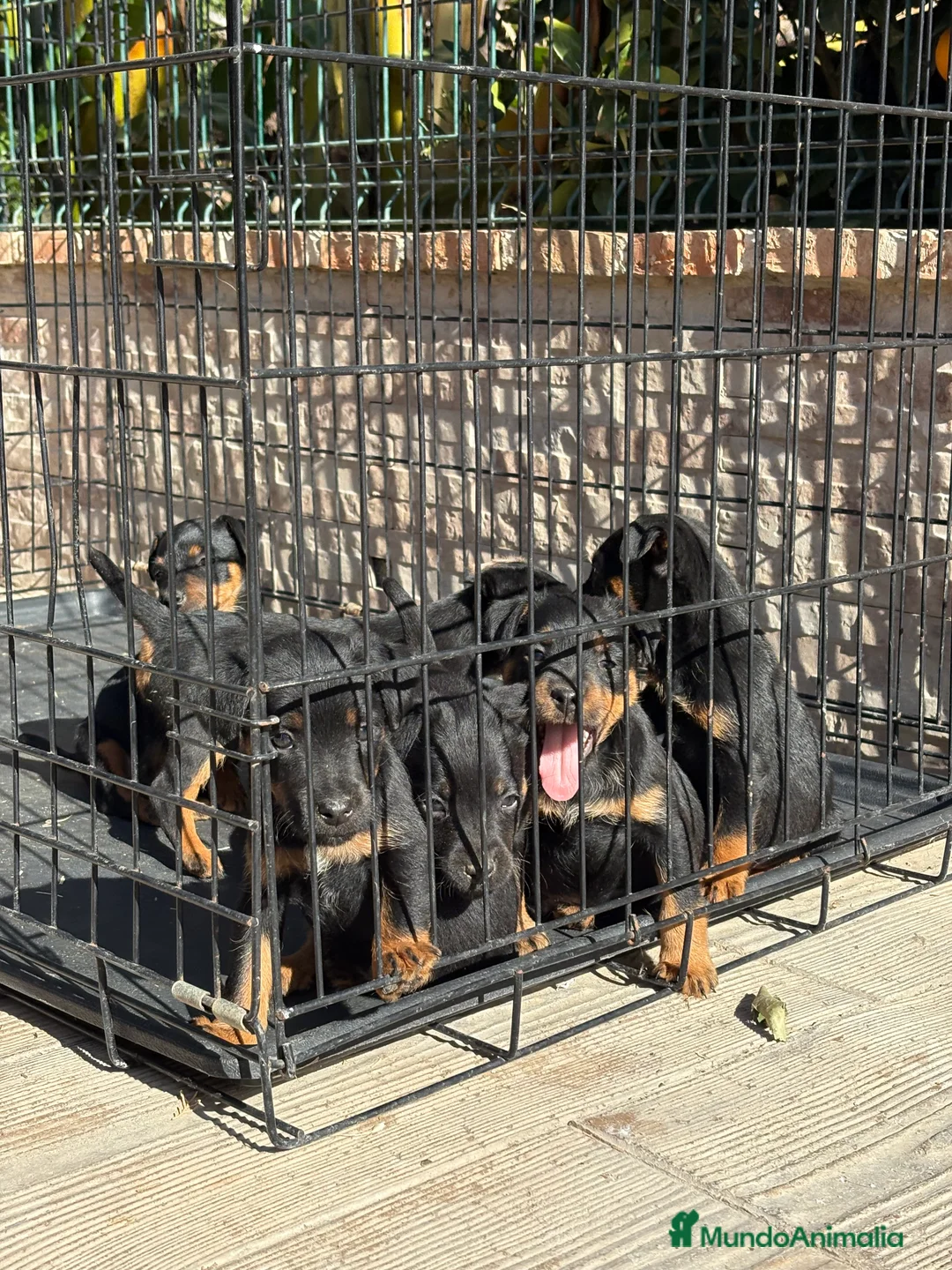 Terrier Alemán de Caza perros en venta: Disponibles cachorros Jagd terrier  - Anuncio 11