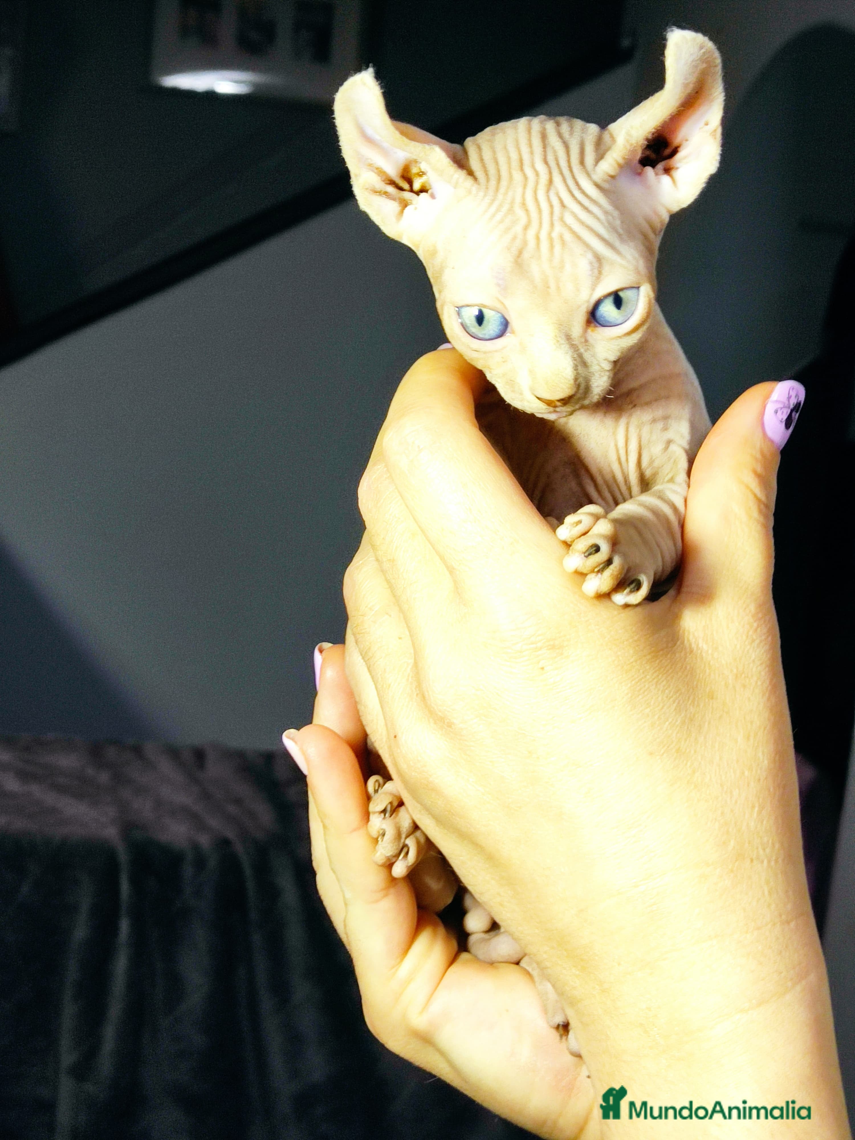 Foldex gatos ELFO RED POINT  en Madrid - Anuncio 2