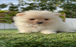 Pomerania perros en venta: POMERANIA HEMBRA - Imagen 13