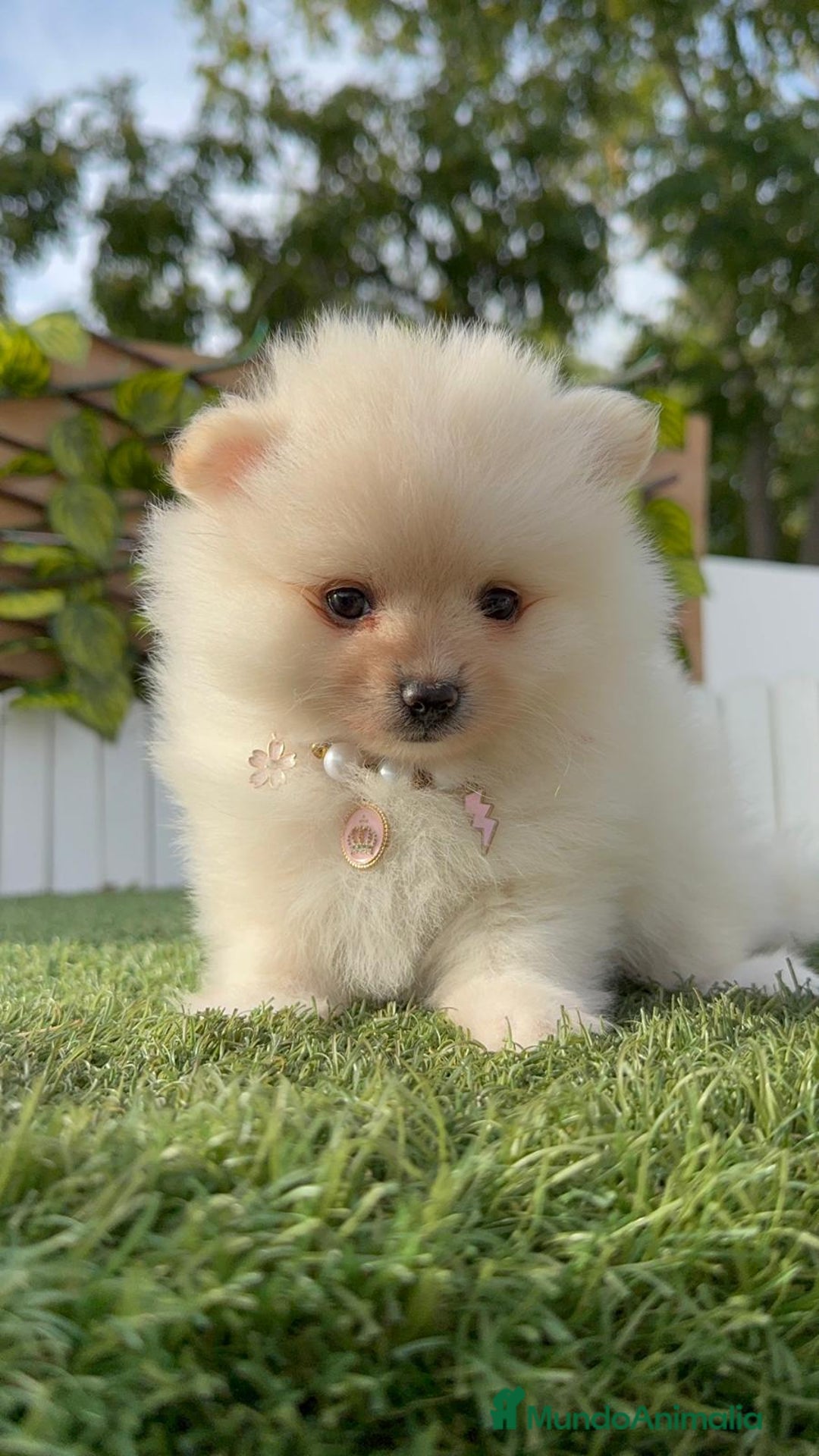 Pomerania perros en venta: POMERANIA HEMBRA - Imagen 13