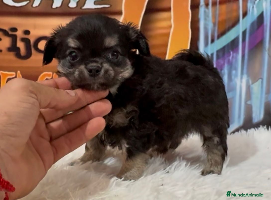 Chihuahua perros CHIHUAHUA PELO LARGO - Anuncio 5