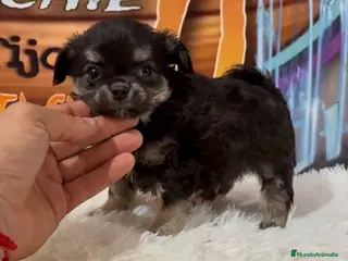 Chihuahua perros CHIHUAHUA PELO LARGO - Anuncio 5