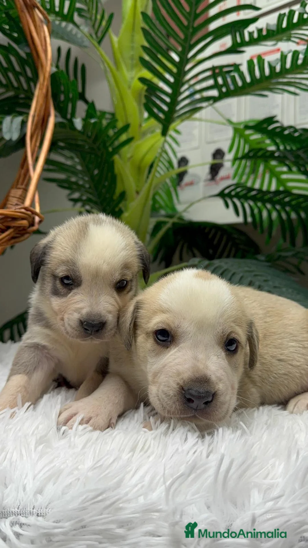 Mastín Español perros en venta: MASTIN ESPAÑOL - Anuncio 8