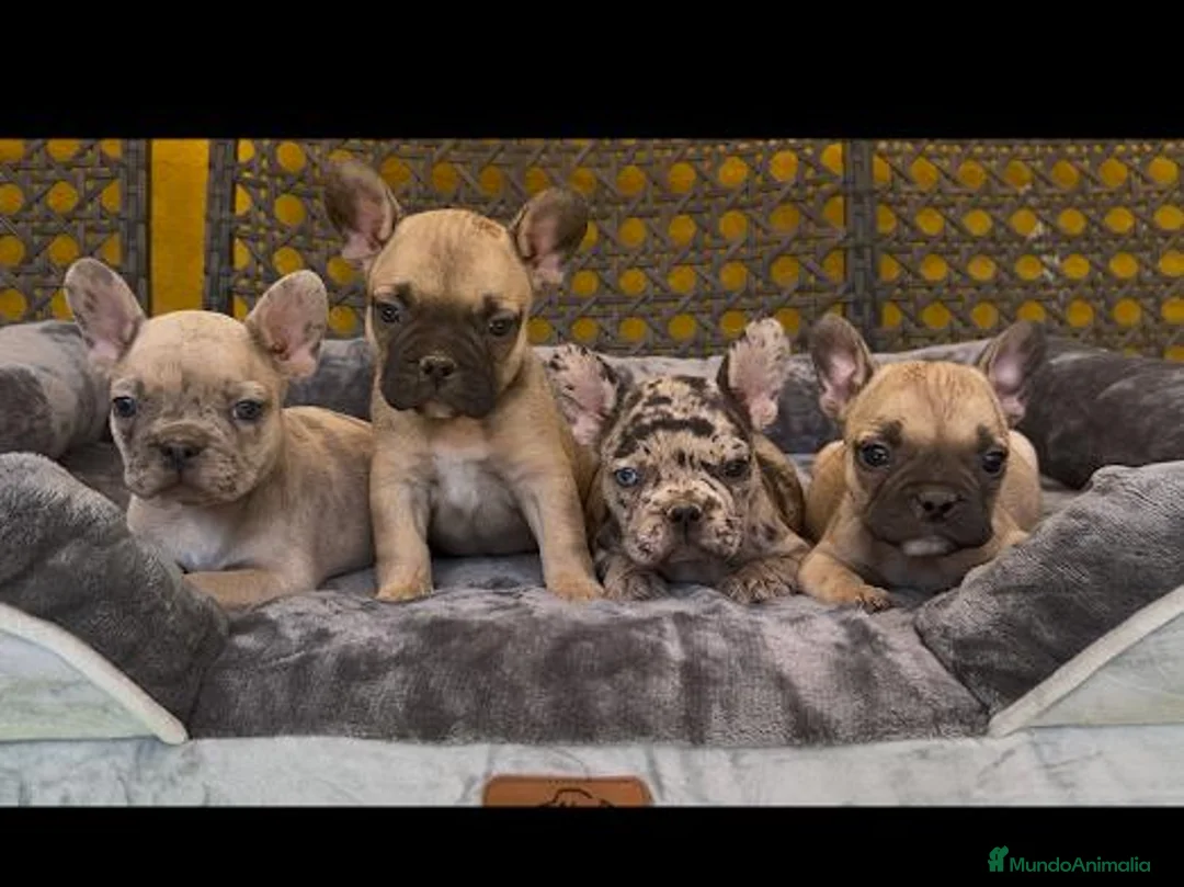 Bulldog Francés perros en venta: Camada de bulldog francés  - Anuncio 2