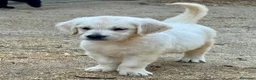 Golden Retriever perros en venta: Golden retriever  - Anuncio 1