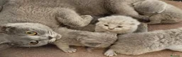 Británico de Pelo Corto gatos en venta: British Shorthair  - Anuncio 2