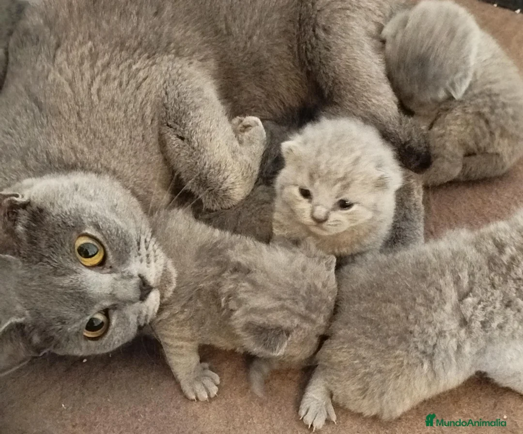 Británico de Pelo Corto gatos en venta: British Shorthair  - Anuncio 2