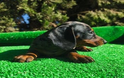 Teckel perros en venta: Teckel Negro-fuego - Imagen 4