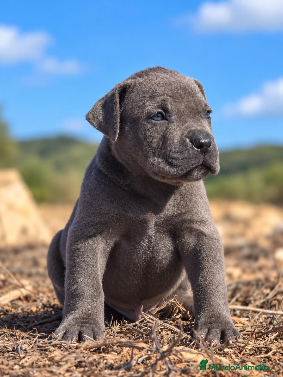 Cane Corso perros en venta: Cachorros Cane Corso – negros, grises y atigrados - Anuncio 6