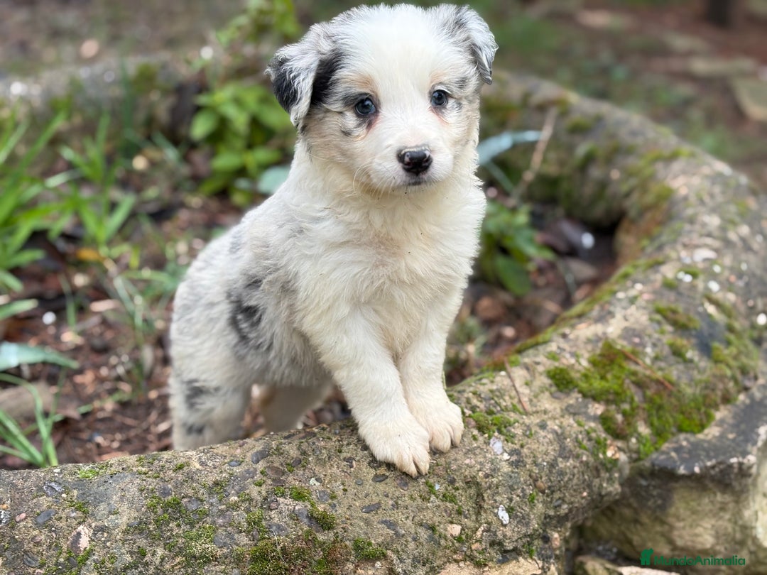Border Collie perros en venta: 🐾 Border Collie exclusivos 🐾 - Anuncio 9