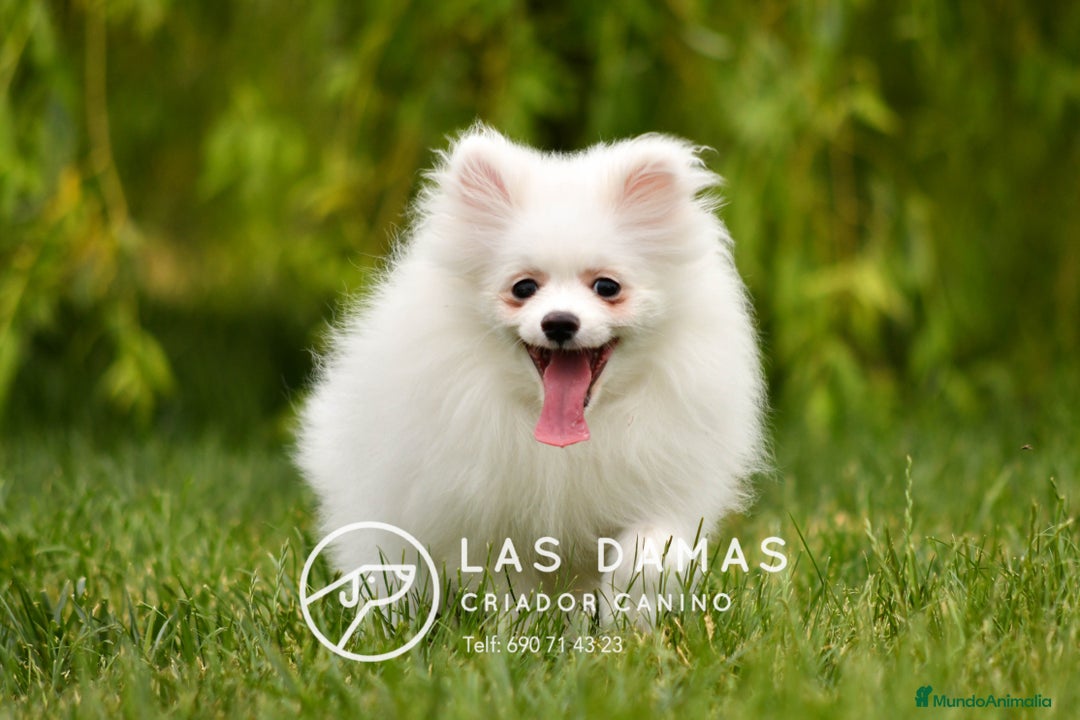 Pomerania perros en venta: Cachorros de Pomerania. Elegancia y Exclusividad en Rubena - Imagen 1