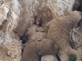 Caniche Toy perros 2 hembras rojas y 1 macho apricot caniche - Anuncio 2