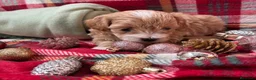 Maltipoo perros en venta: Maltipoo bicolor muy bonito!!! - Anuncio 9