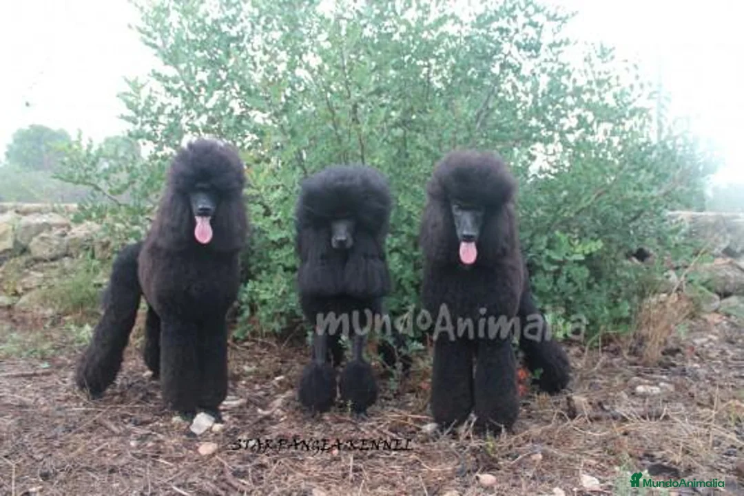 Imagen de galería {{count}}