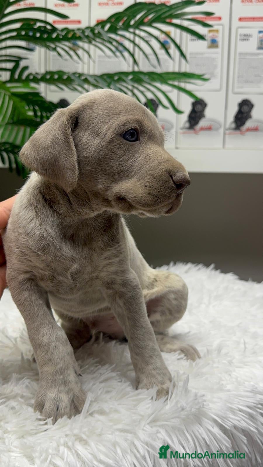 Braco Alemán de Pelo Corto perros en venta: BRACO ALEMAN - Anuncio 36