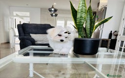Bichón Maltés perros en venta: Bichon maltes macho tamaño pequeño - Imagen 2