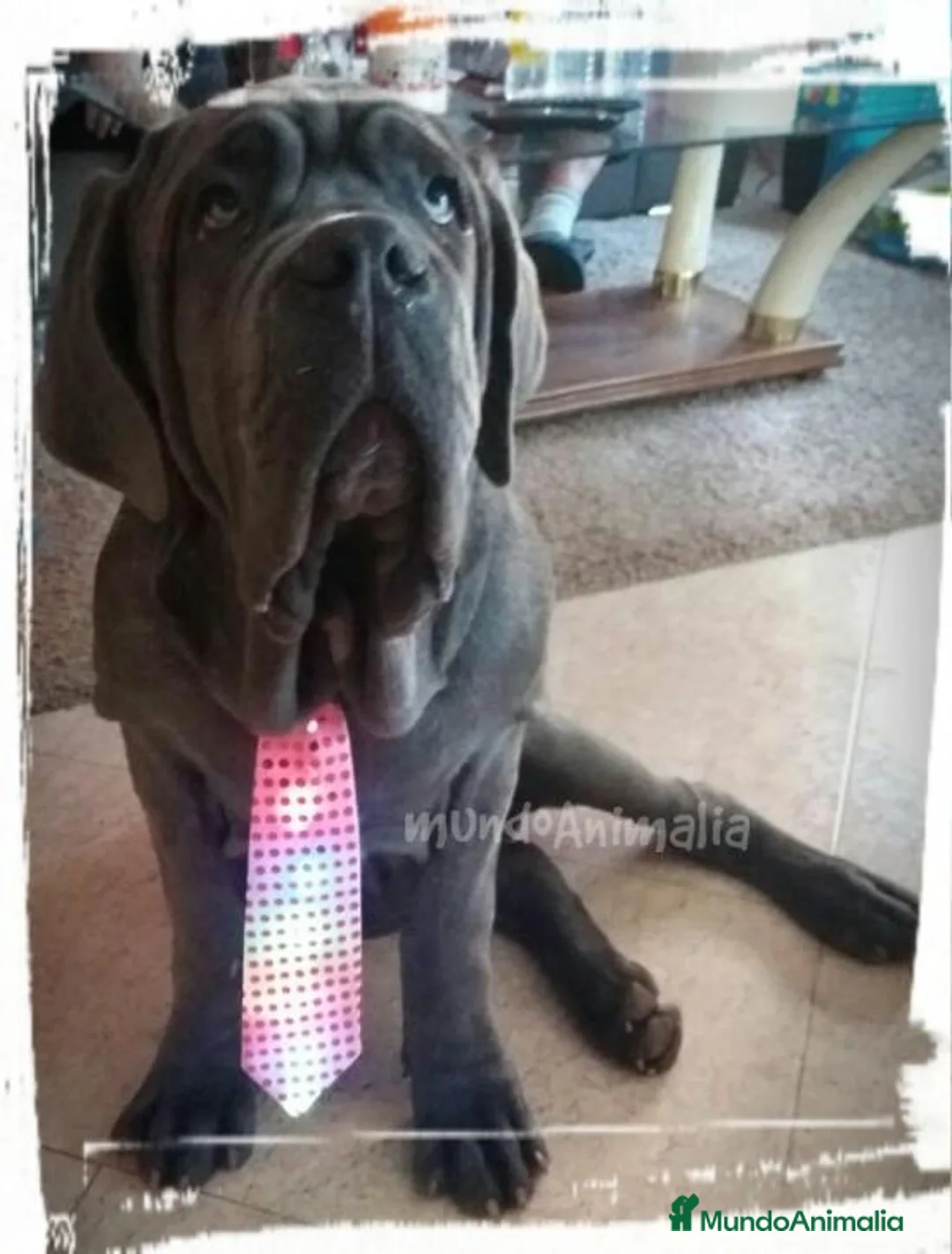 Imagen de galería {{count}}