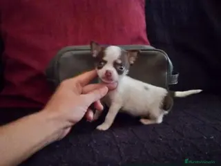 Chihuahua perros Chihuahua toy - Anuncio 3