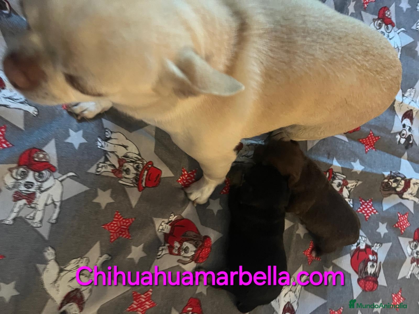 Chihuahua perros Chihuahua chocolate  - Anuncio 1