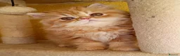 Persa gatos en venta: GATO PERSA ROJO - Anuncio 2