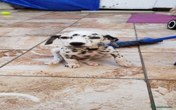 Dálmata perros en venta: CAMADA DE DALMATAS - Imagen 1