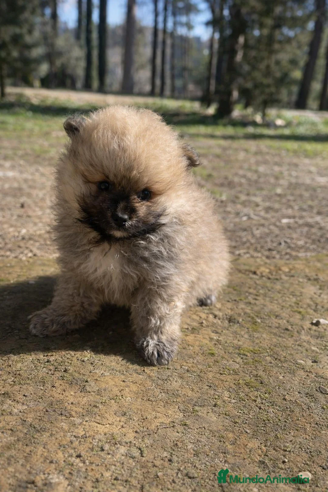 Pomerania perros en venta: Lulu pomerania  en Barcelona - Anuncio 3