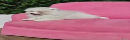 Pomerania perros en venta: Pomerania espectacular  - Anuncio 2