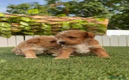 Caniche Toy perros en venta: CANICHE TOY MACHO - Imagen 3