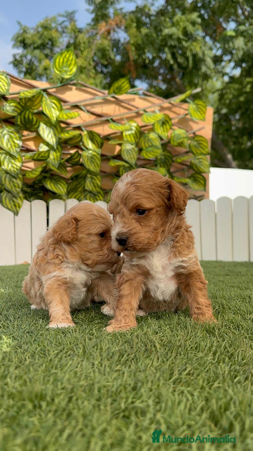 Caniche Toy perros en venta: CANICHE TOY MACHO - Imagen 3