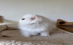 Persa gatos en venta: Persas blancos - Imagen 5