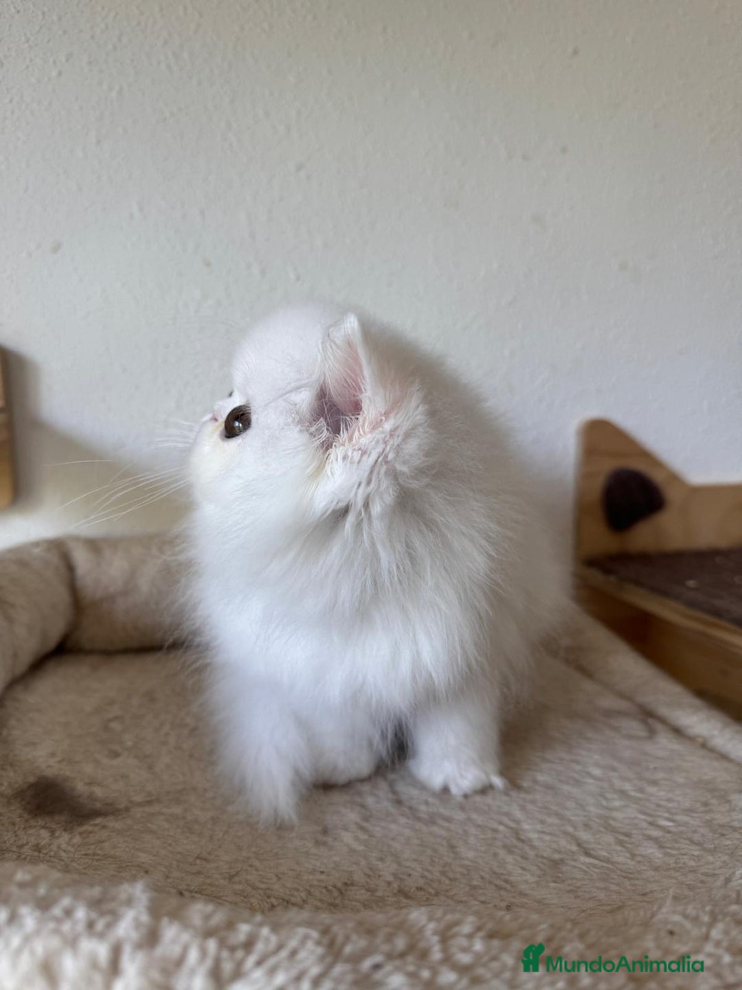Persa gatos en venta: Persas blancos - Imagen 5