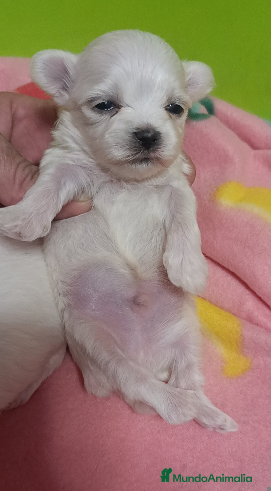 Bichón Maltés perros en venta: Bichón maltés  - Anuncio 4