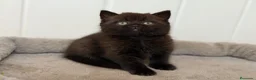 Británico de Pelo Corto gatos en venta: British  - Anuncio 2