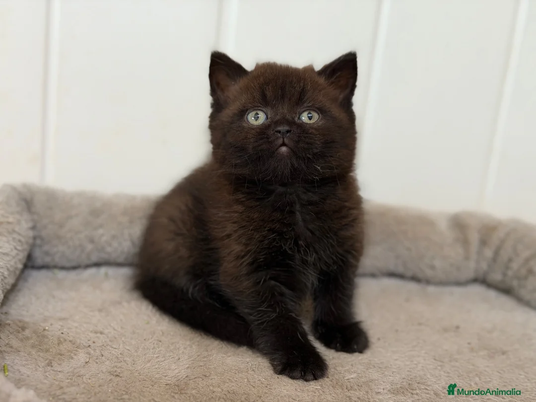 Británico de Pelo Corto gatos en venta: British  - Anuncio 2