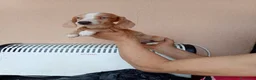 Teckel Miniatura perros en venta: Teckel mini bicolor - Anuncio 9