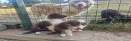Border Collie perros en venta: Border collie - Anuncio 3
