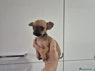 Chihuahua perros Chihuahua toy - Anuncio 33
