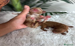 Caniche Toy perros en venta: CANICHE TOY HEMBRA. ENVIOS A TODA ESPAÑA - Imagen 6