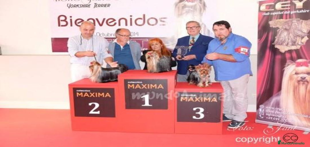 Imagen de galería {{count}}