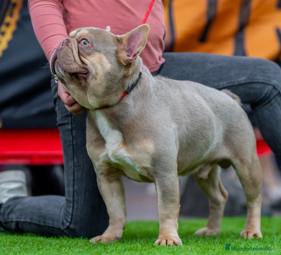 Bulldog Francés perros para monta: New shade an tan para monta  - Anuncio 1